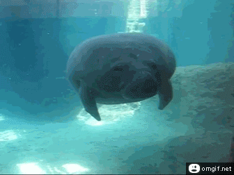 Manatee-Face-bump.gif