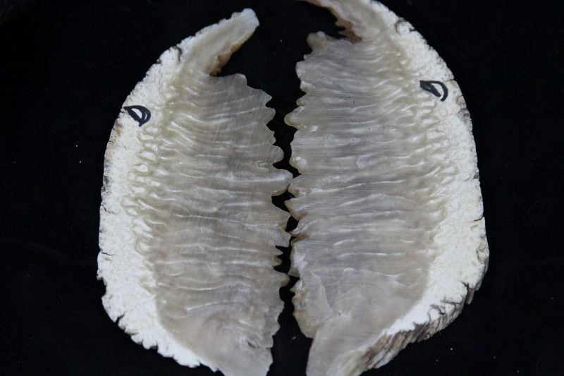 muskoxForsale022800x533.jpg
