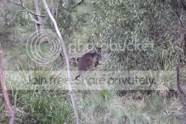 Wallaby1.jpg