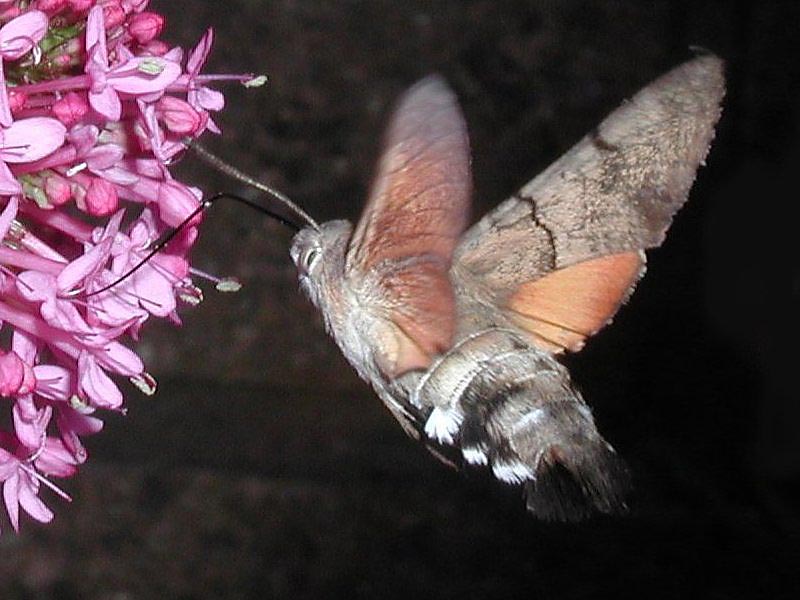 HummingbirdHawkMothSF.jpg