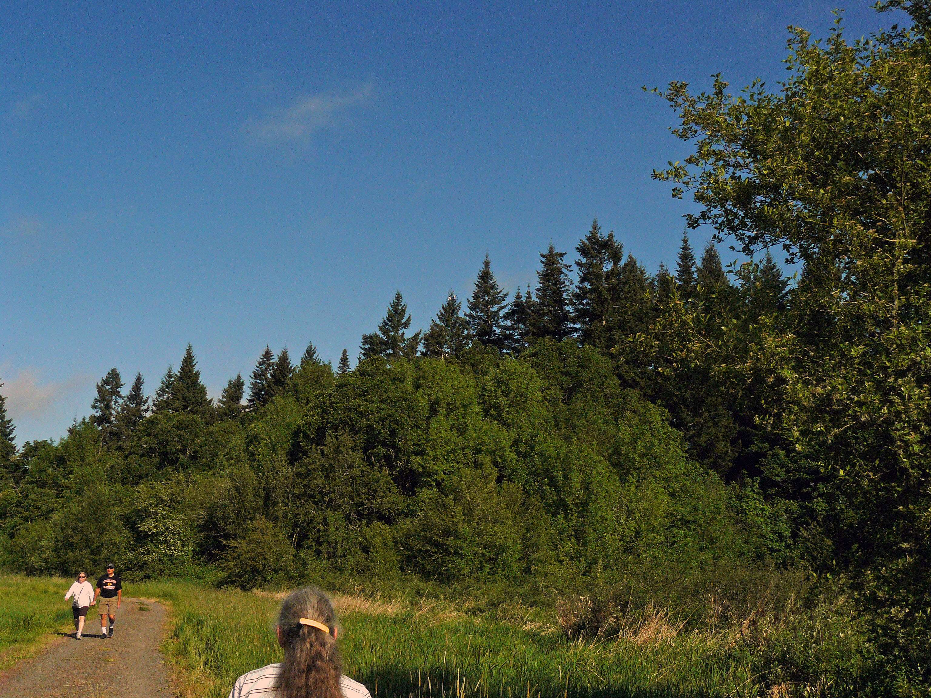 snowyegretsdouglasfir20.jpg