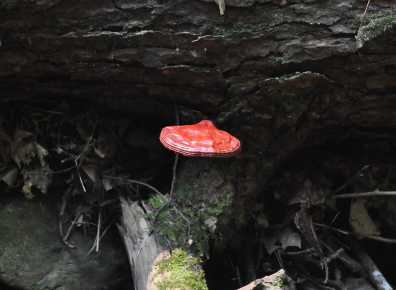 DSC_3970.jpg
