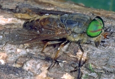 horsefly.jpg