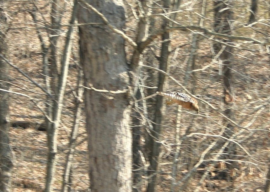 Red-ShoulderedHawk06_zps4b8ba654.jpg~original