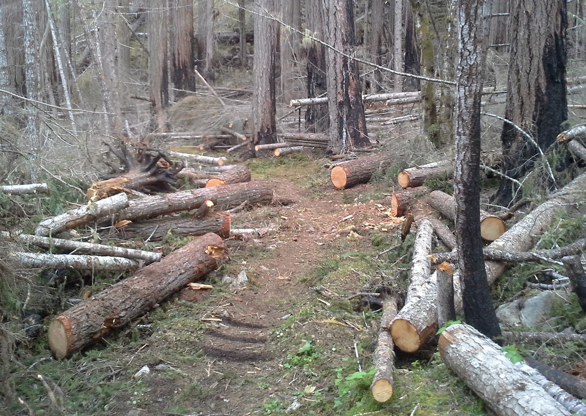 Logs 2.jpg