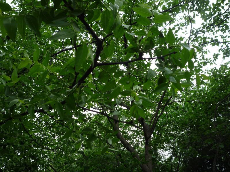 P1060846.jpg