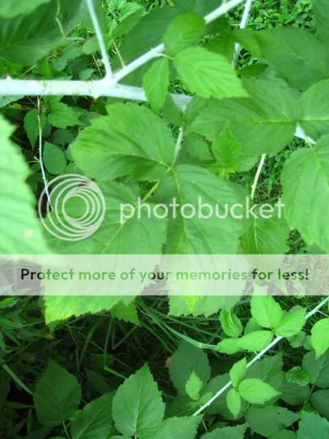 plants020.jpg