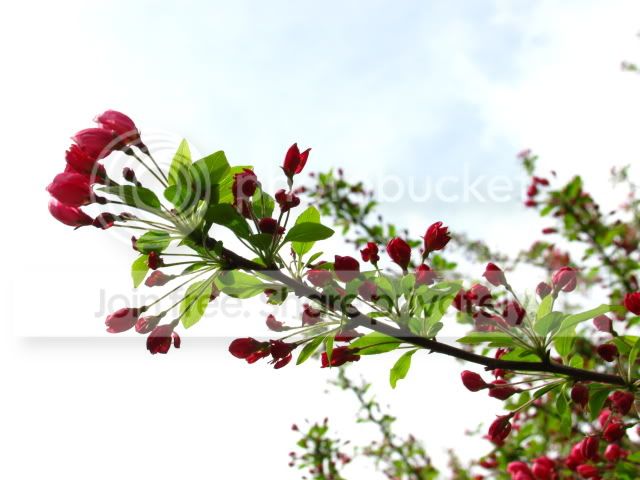 treeblooming030.jpg