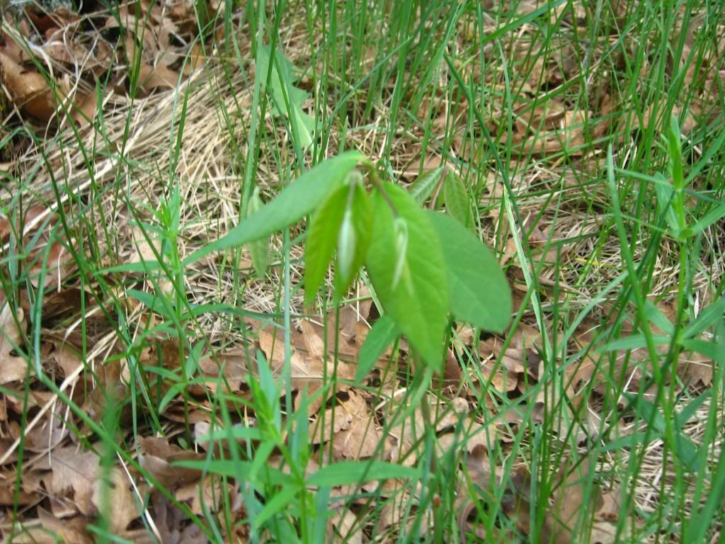IMG_5490.jpg