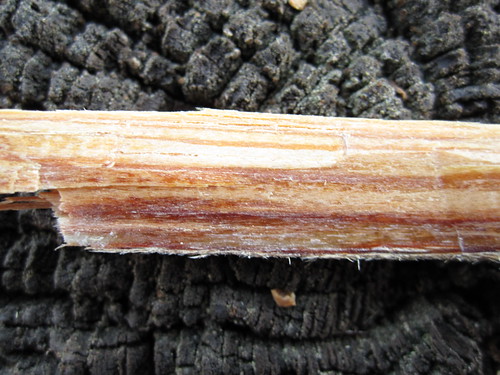 4238491749_0d9ed77bc6.jpg
