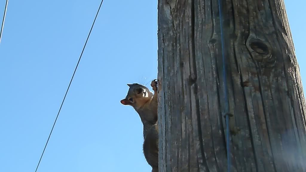 SquirrelScurry.jpg
