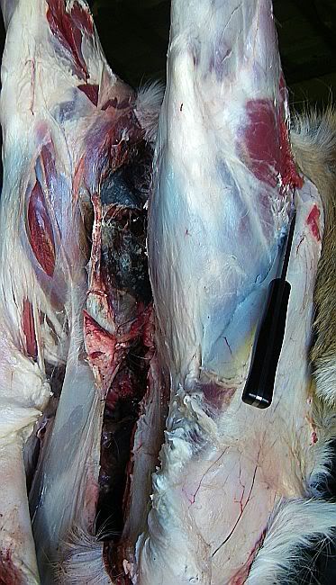 recluselongviewskinningbuck2012.jpg