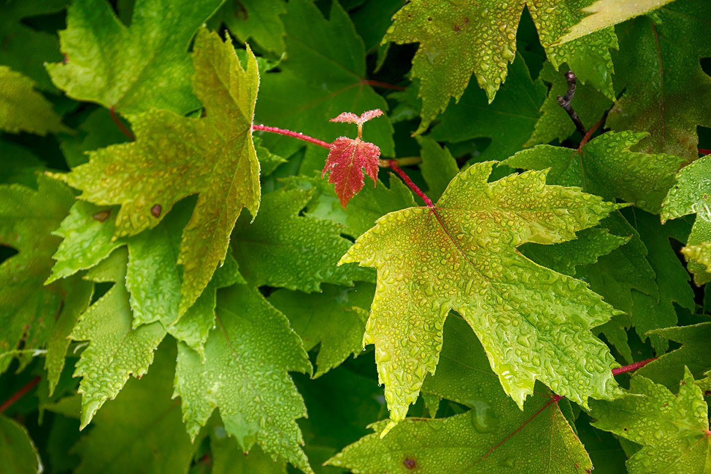 DSC_0002_zpsvsitomd9.jpg