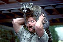 RaccoonAttack_zps93ac6dff.jpg