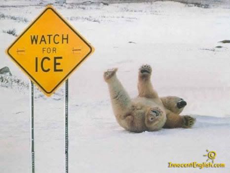 polar-bear-pic-img121.jpg