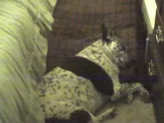 corkysleeping.jpg