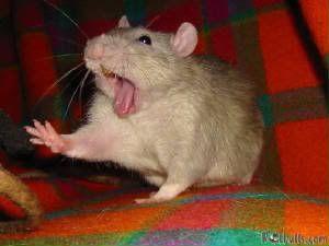 rat_mouth.jpg
