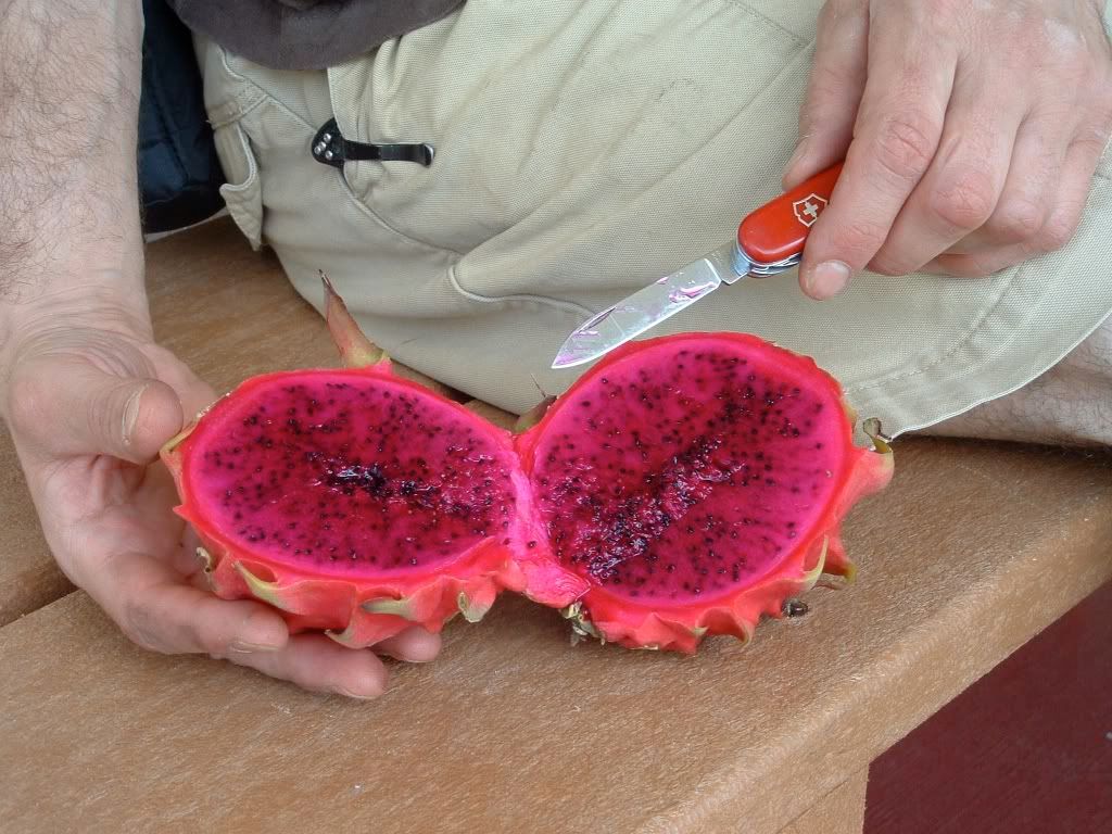 dragonfruit1.jpg