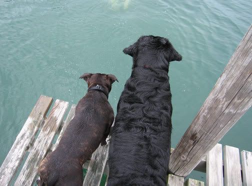 dogs_on_the_dock.jpg