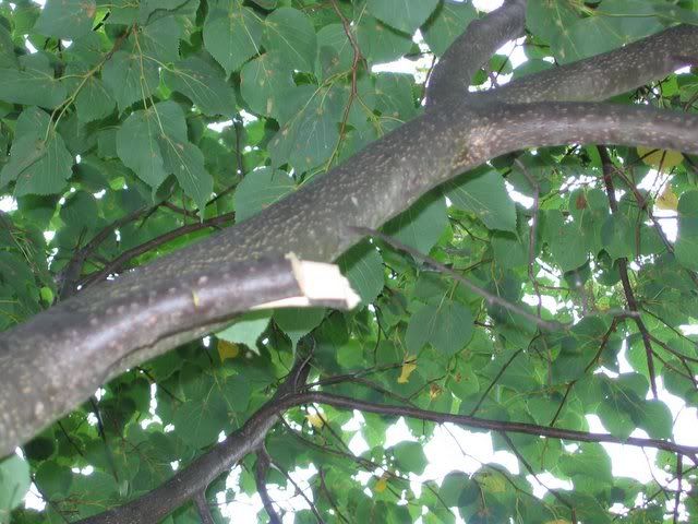 IMG_3825.jpg
