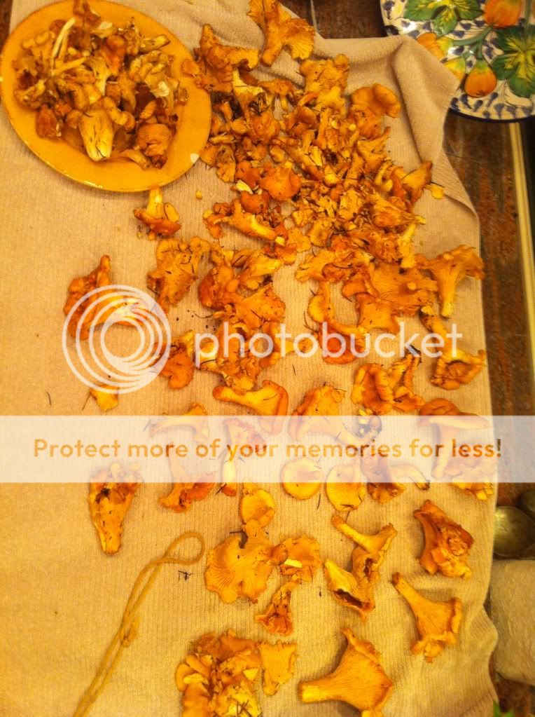 Mushroom4.jpg