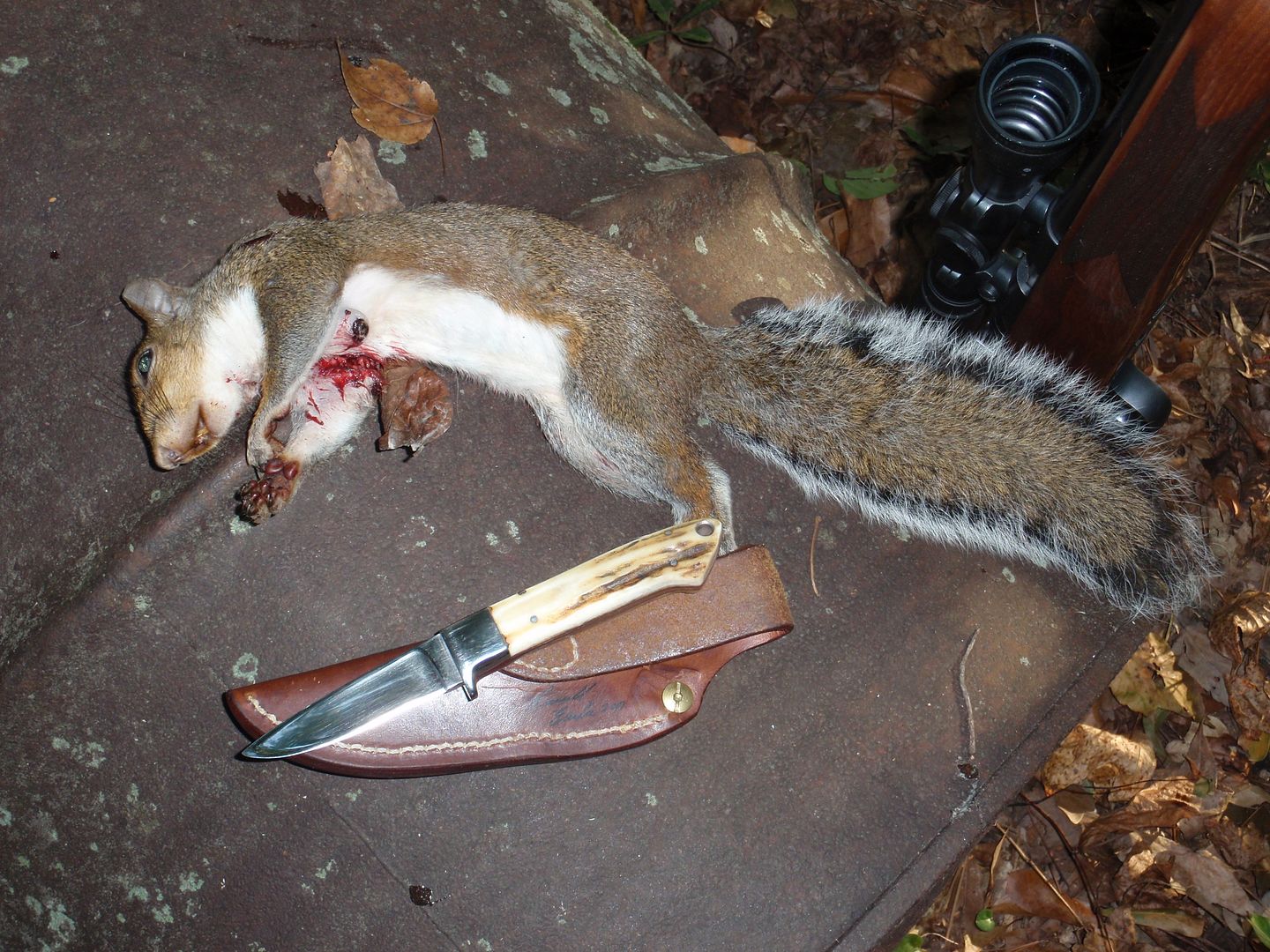 Squirrel%204%20of%202016-2017%201.jpg