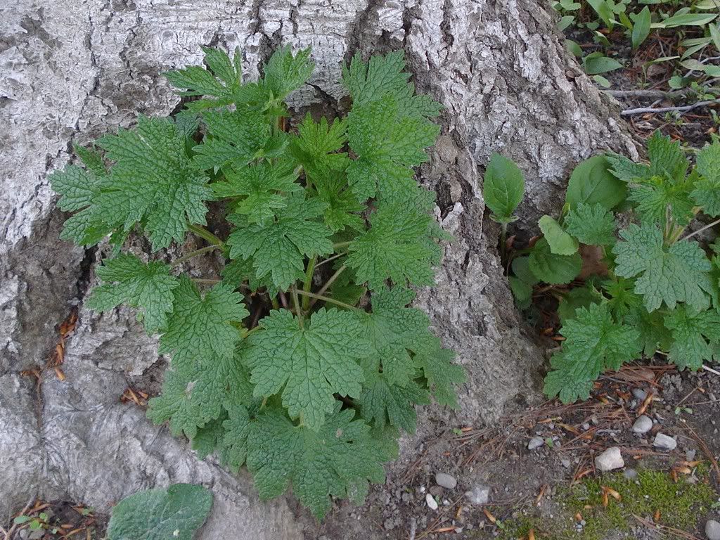 Motherwort.jpg