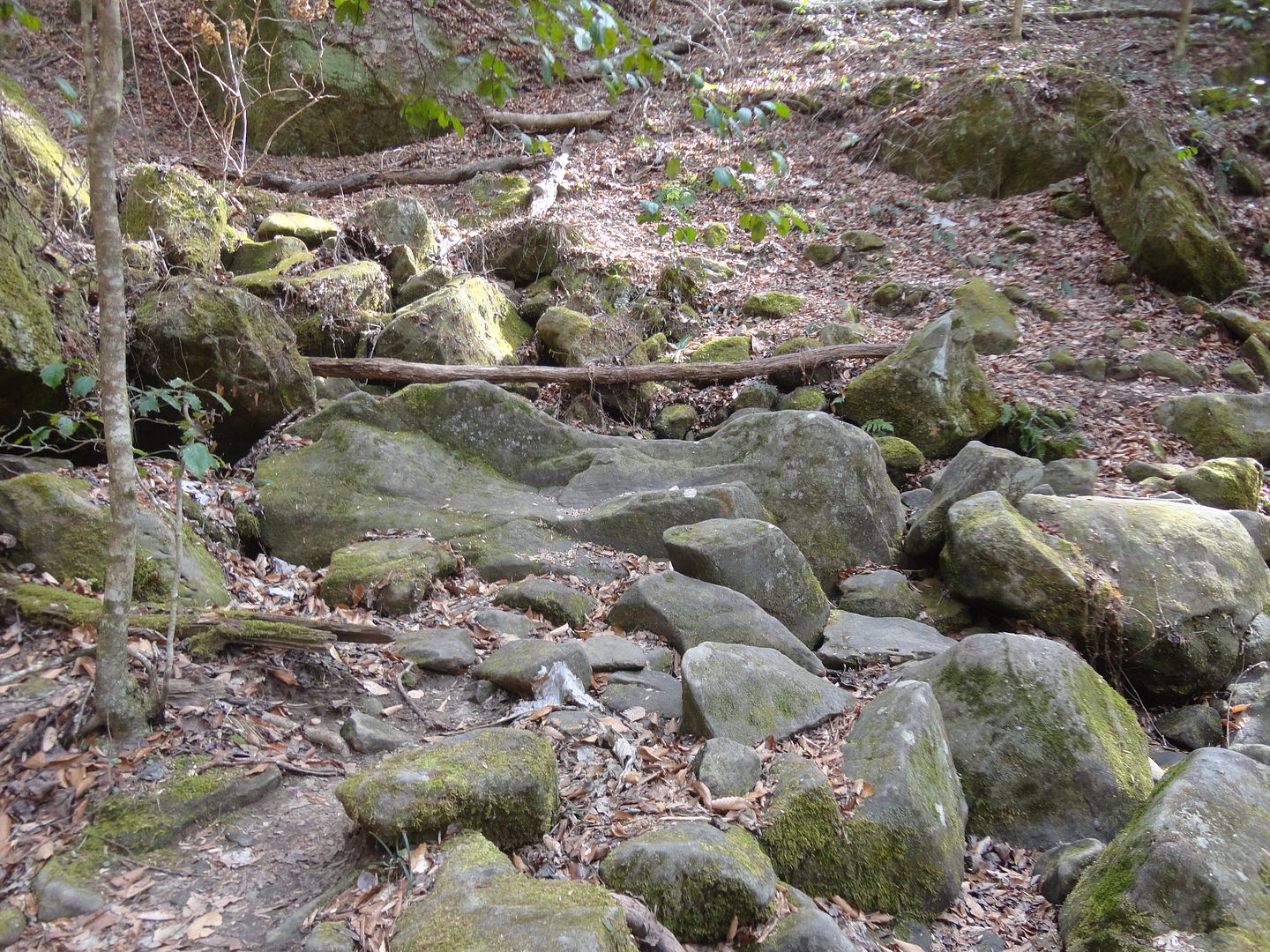 DSC08298_zpsczm9nz13.jpg