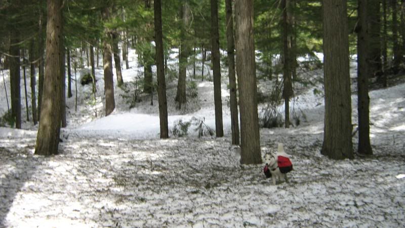 beaver2011010.jpg