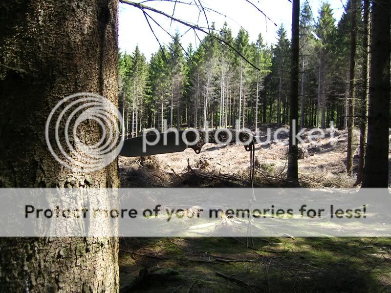 HOFSHLE27inforest.jpg