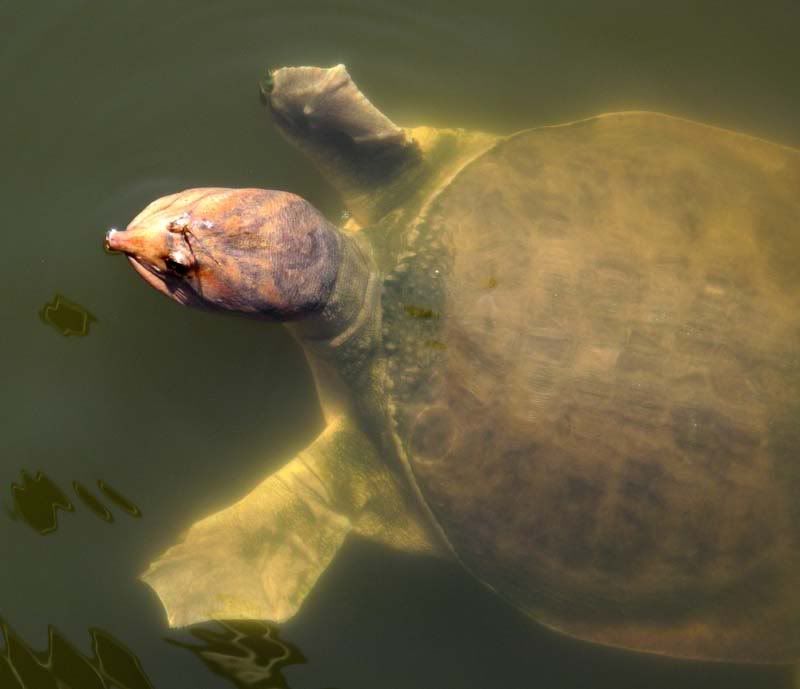 turtle2.jpg