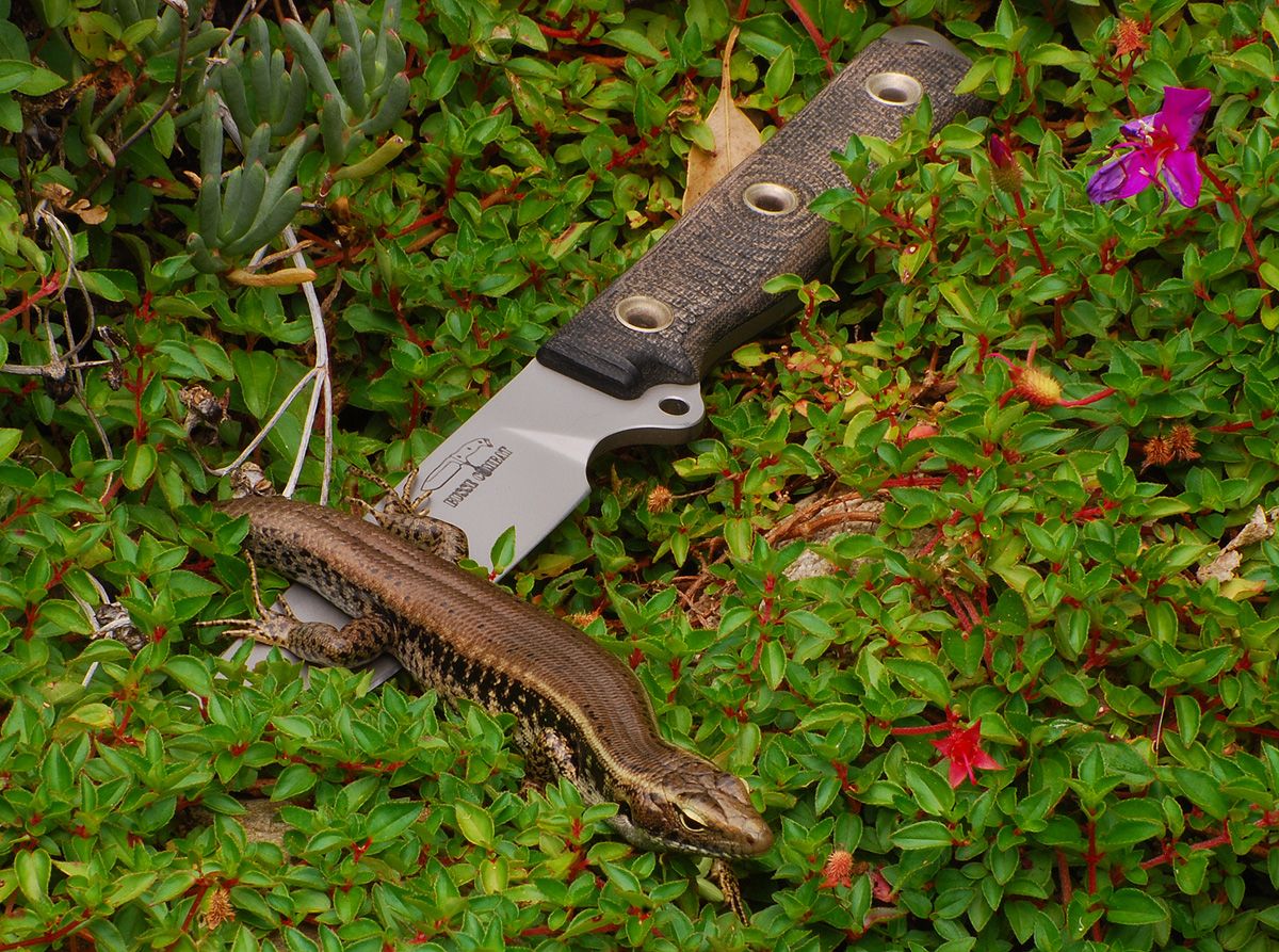 LizardandShank1_zps45dec504.jpg