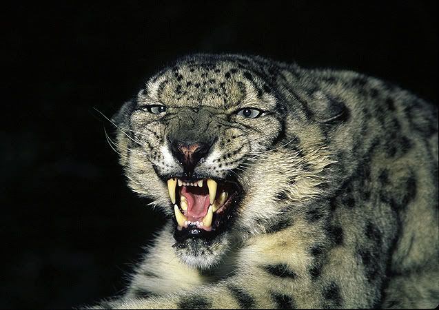 snow20leopard.jpg