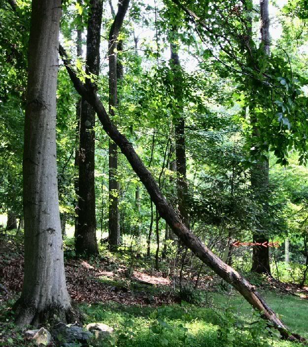 FBM206_TreeBough_wideview.jpg