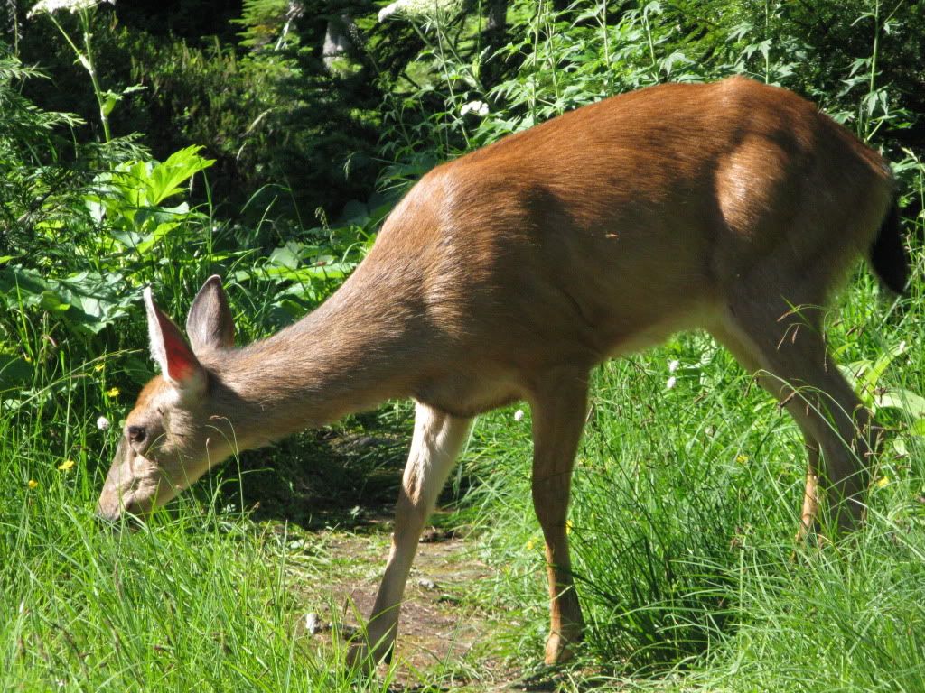 deerlake2.jpg