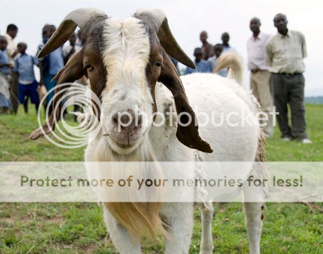 billy-goat.jpg