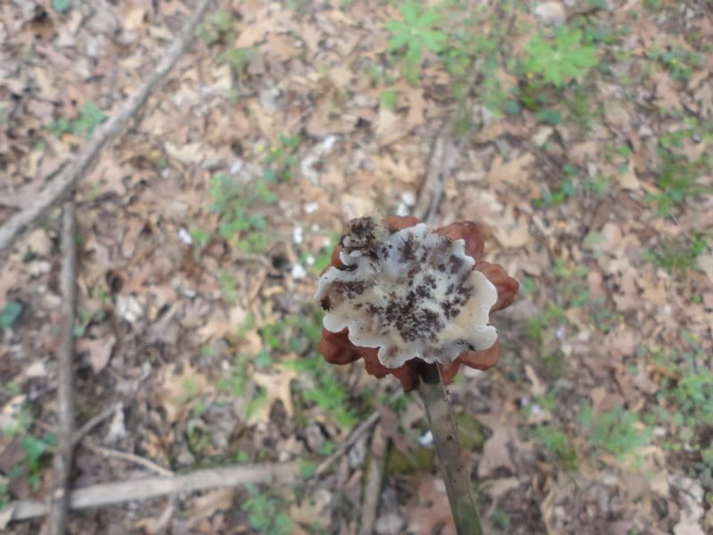 Plantsandshrooms014.jpg