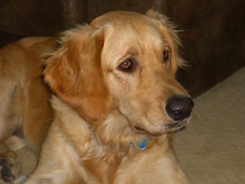 MollyCloseUp.jpg