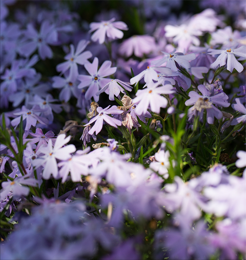 2020flowers-6.jpg