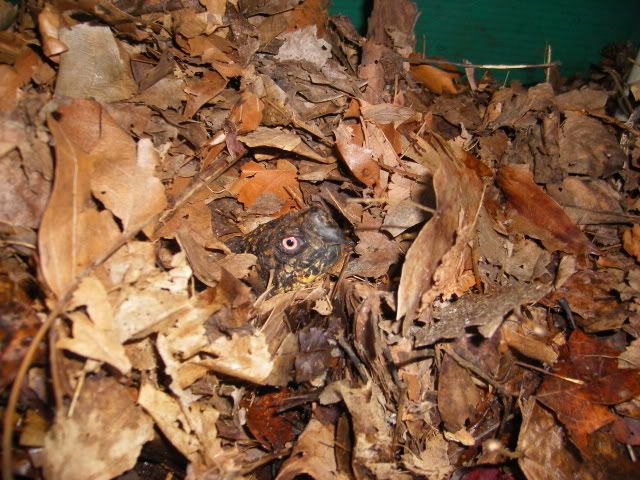boxiehiding-1.jpg