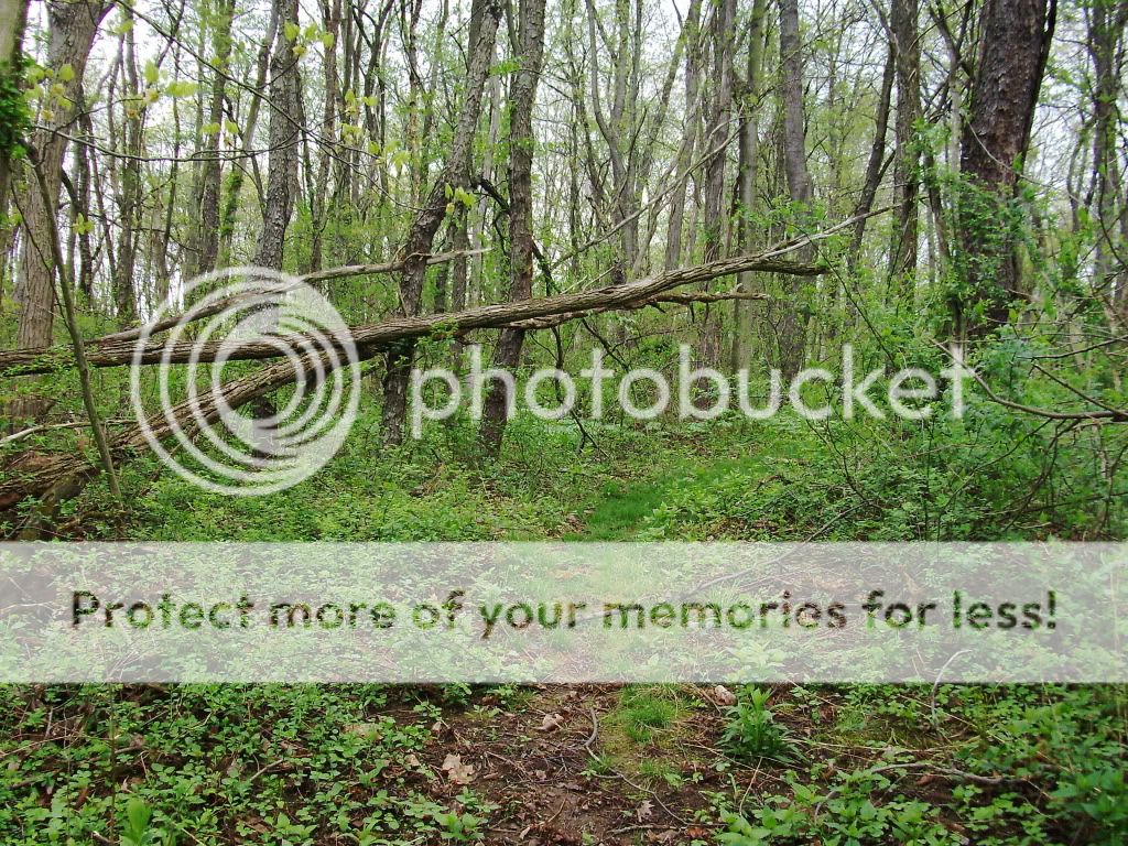 PICT0748.jpg