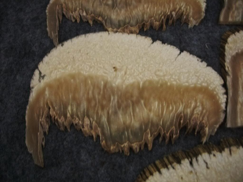 MUSKOXSLICES011.jpg