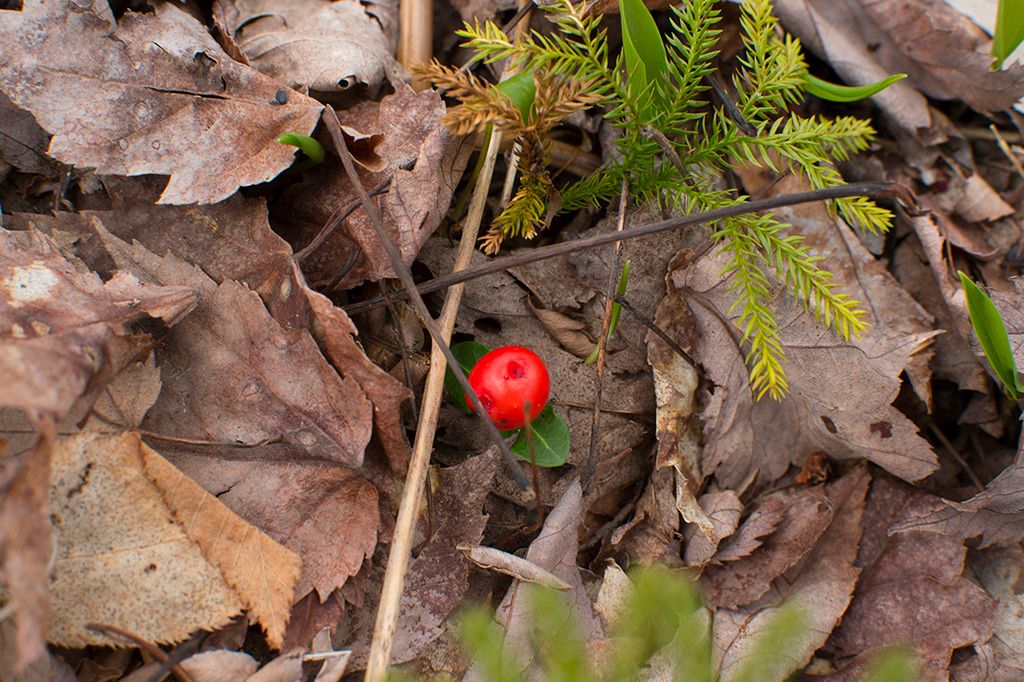 DSC_0010wa_zpskiiw7xgs.jpg