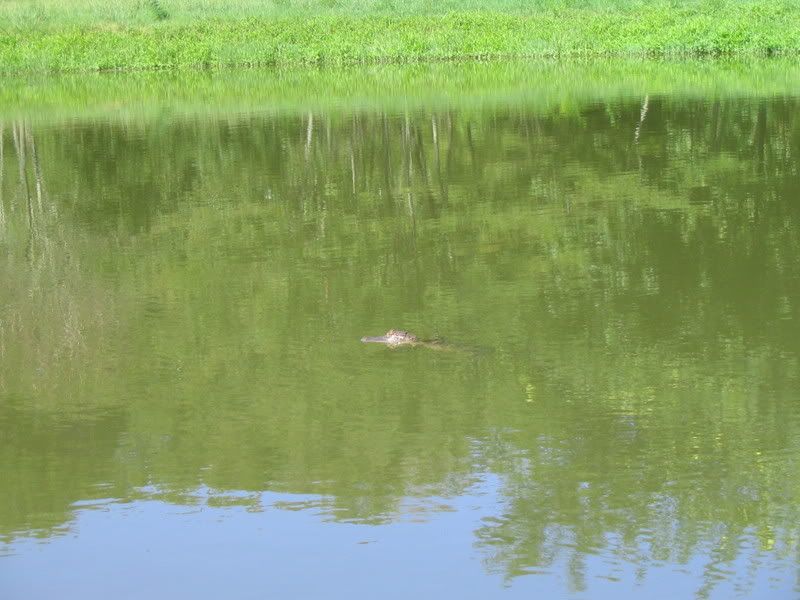 IMG_1329.jpg
