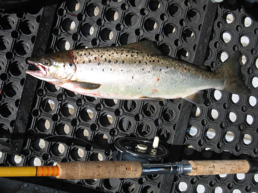 LandlockSalmon2.jpg