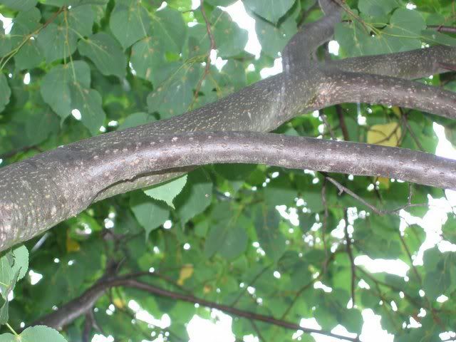 IMG_3824.jpg