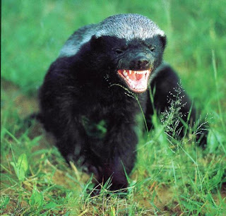 HoneyBadger.jpg