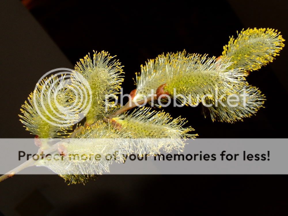 pussywillow.jpg