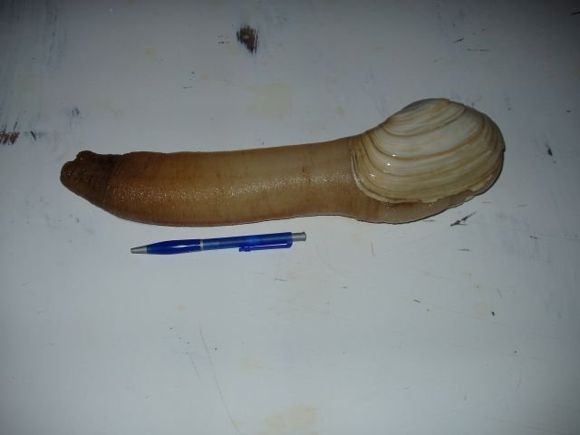 Mexican_Geoduck_Clams.jpg