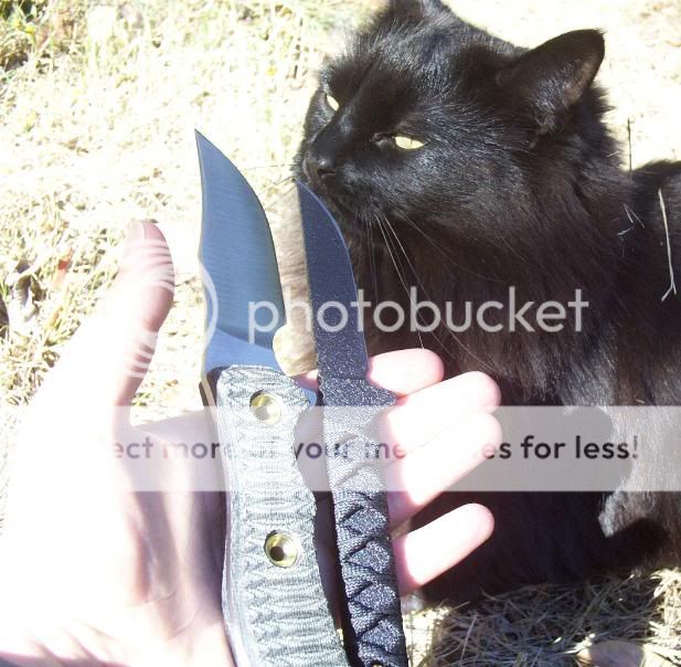 swamps_and_cat.jpg